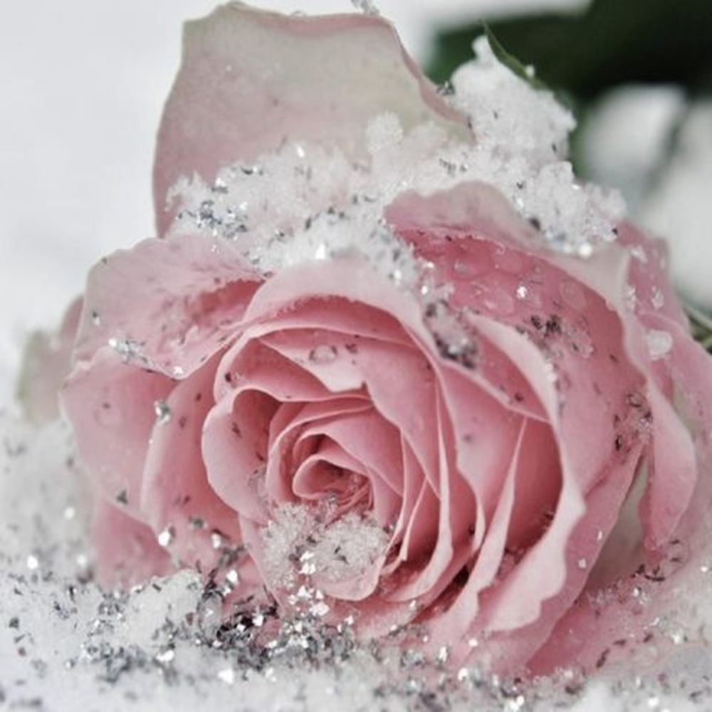 Meet your Posher, Patricia